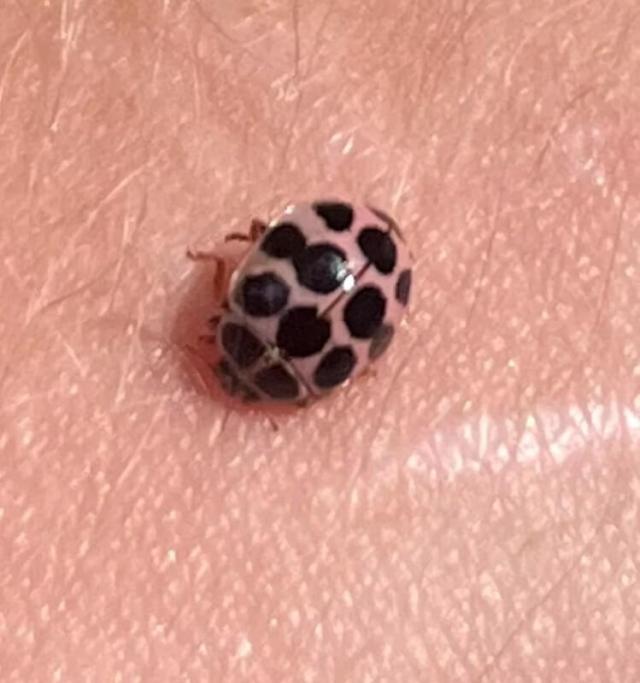 A tiny beetle with a pink shell and black spots perched on a person's fingertip.