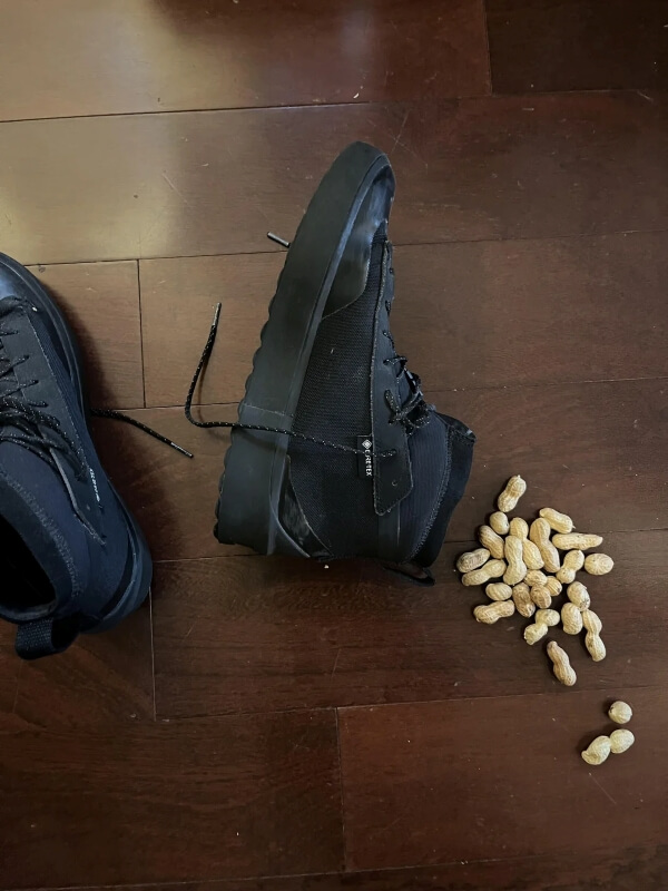 A black sneaker turned sideways on the floor next to a pile of peanuts.