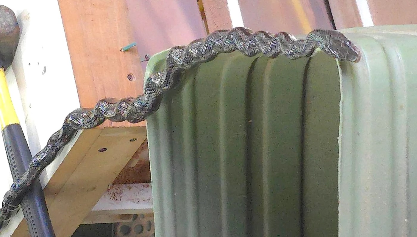 A snake coils along the edge of a green plastic structure against a backdrop of wooden boards.
