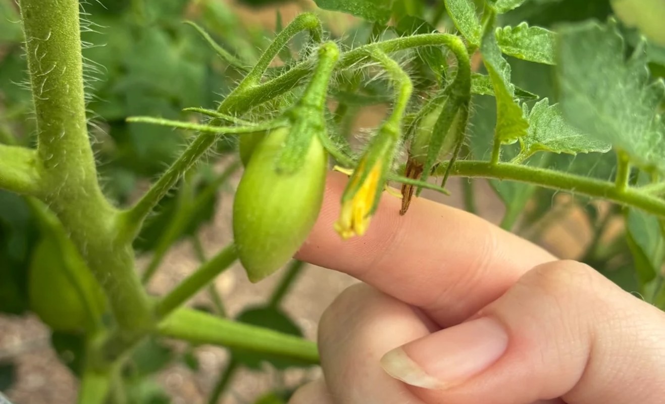 A hand gently touches a green tomato and yellow flower on a lush tomato plant.