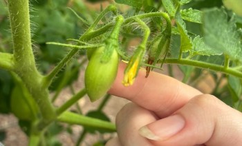 A hand gently touches a green tomato and yellow flower on a lush tomato plant.