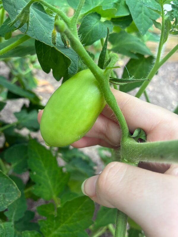 A hand gently touches a green tomato and yellow flower on a lush tomato plant.