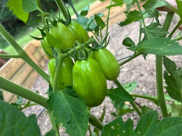 Several green tomatoes growing on a plant.