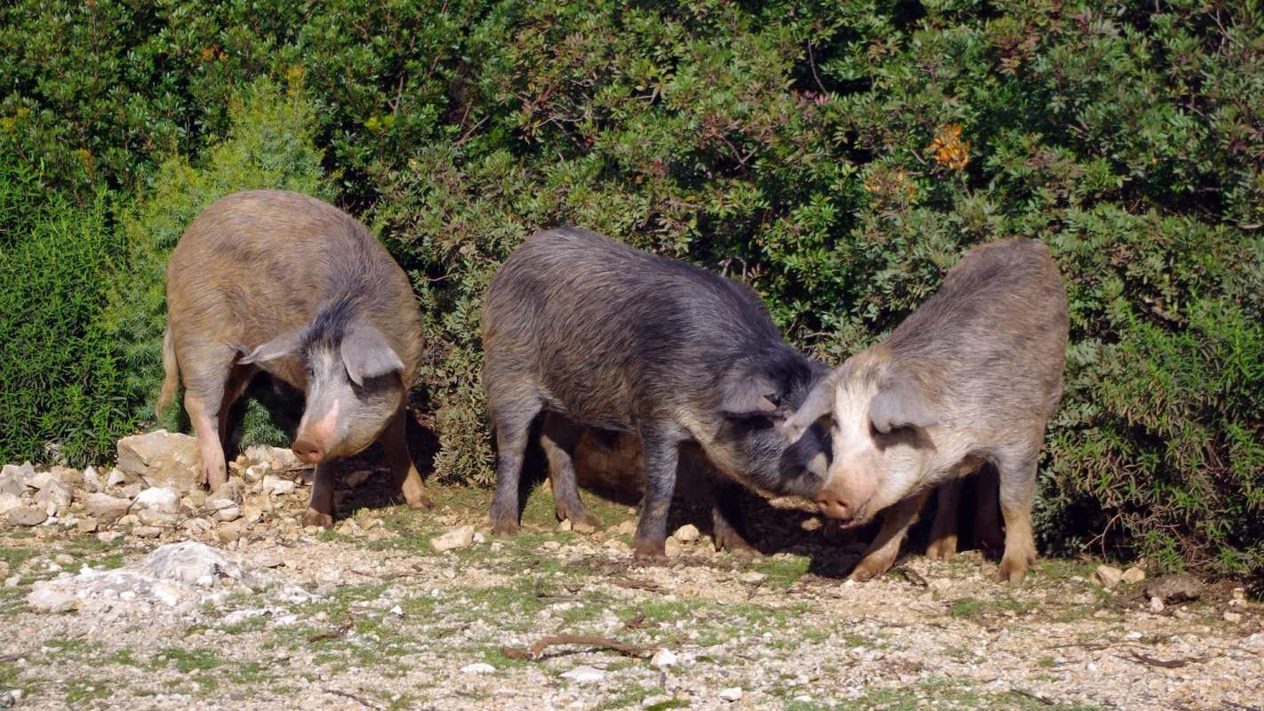 Three wild hogs interact near a rocky area, surrounded by lush green foliage.
