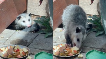An opossum eating from a dish filled with fruits and cat food, peeking out from under a wooden structure.