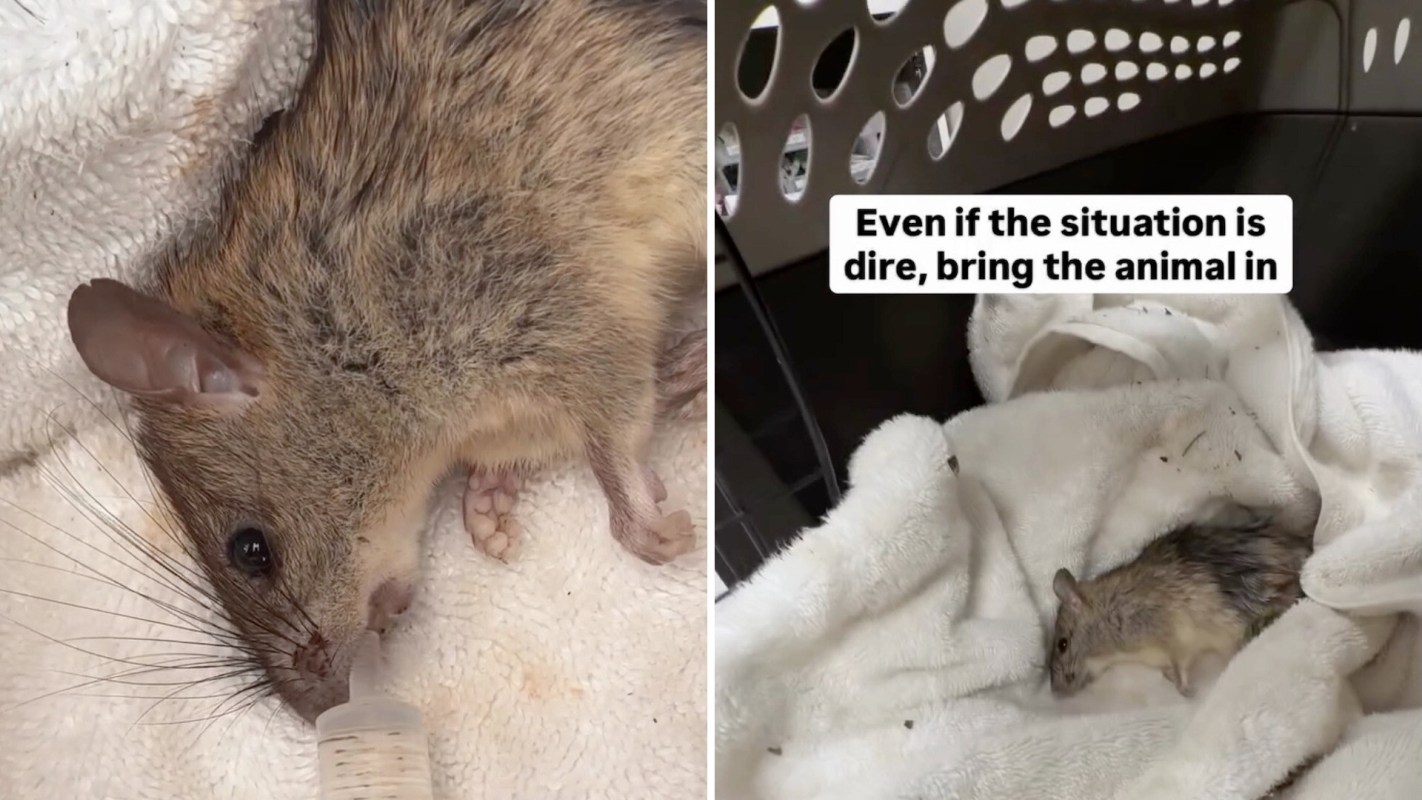 A small rat being cared for, drinking from a syringe while resting on a soft towel.