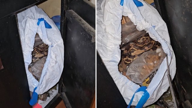 A plastic bag containing a coiled snake and debris is tucked into a dark corner of a storage area.