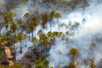 Aerial view of a forest with smoke rising from burnt trees along a dirt path.