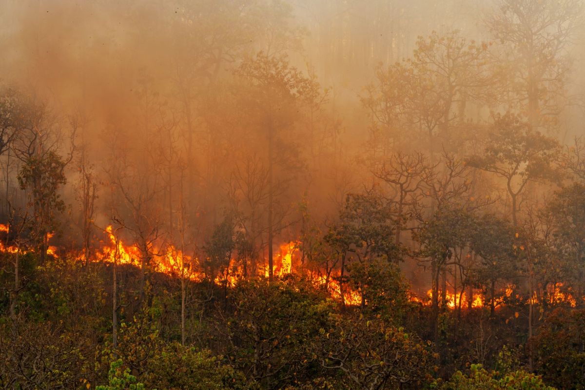 A forest fire burns through thick trees, surrounded by smoke and a hazy atmosphere.