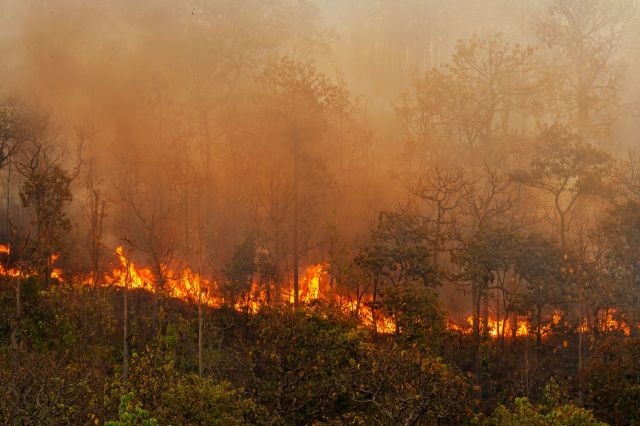 A forest fire burns through thick trees, surrounded by smoke and a hazy atmosphere.
