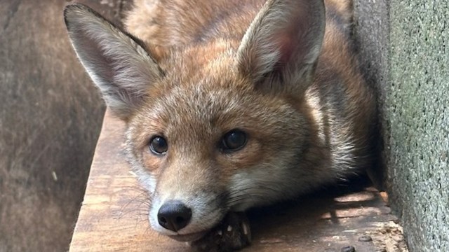 A fox resting on a wooden bench.