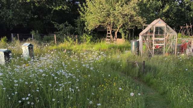 A vibrant garden filled with wildflowers, a greenhouse, and a tree with a ladder nearby.