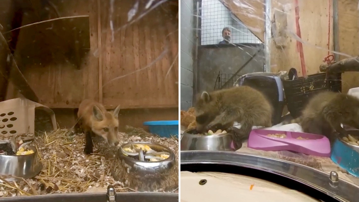 A fox and two raccoons are eating from their bowls in separate enclosures at an animal rescue facility.