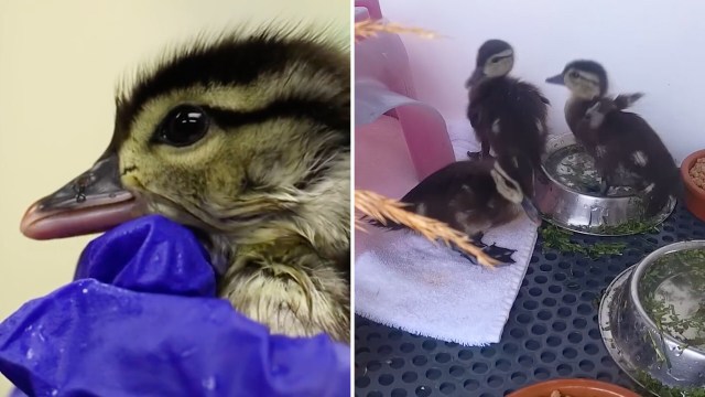 A close-up of a duckling's face alongside three ducklings in a pen with water dishes and greenery.