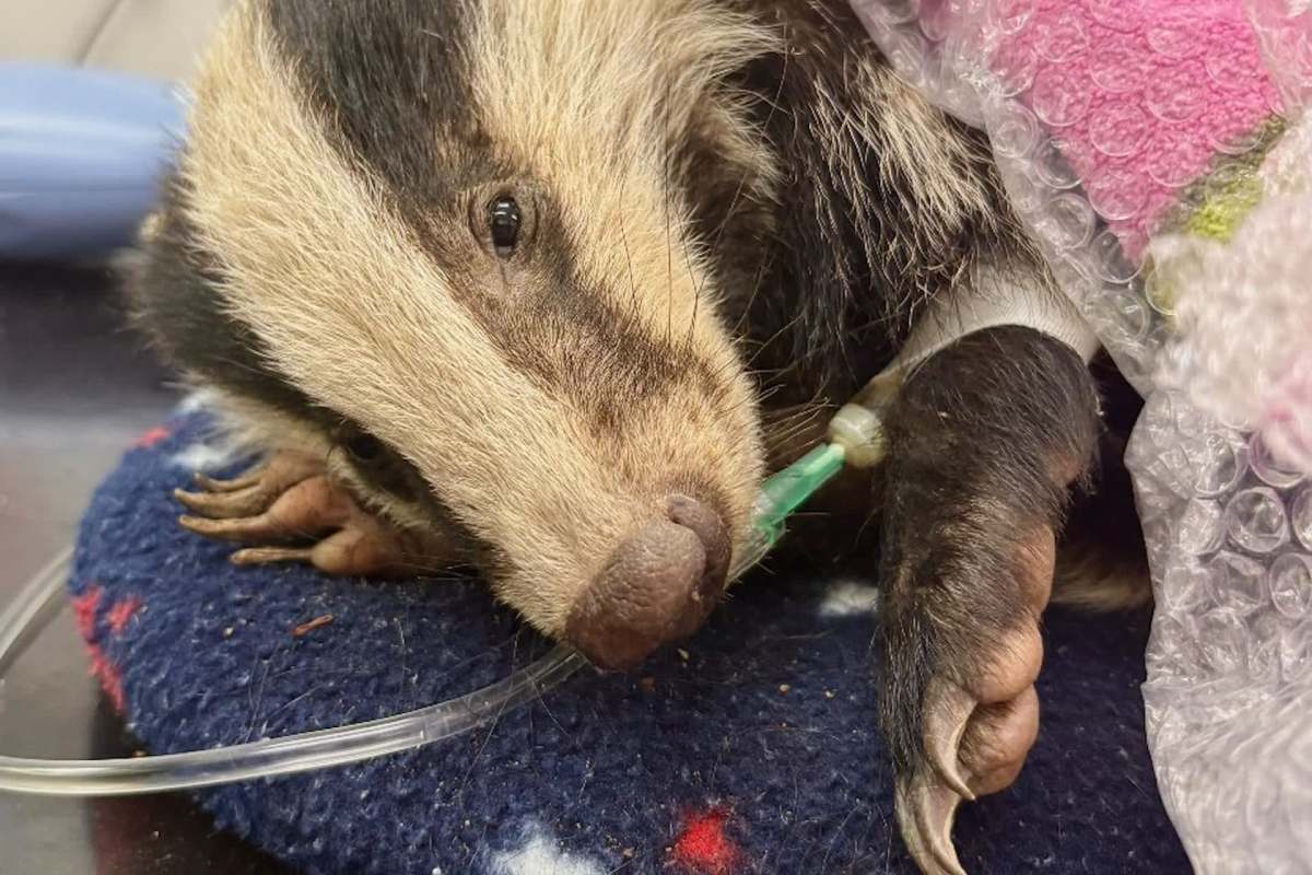 A closely cropped image of a badger receiving veterinary care with an IV and wrapped in a blanket.