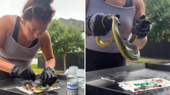 A person in gloves examines and holds a yellow snake while trying to free it from a glue trap outdoors.