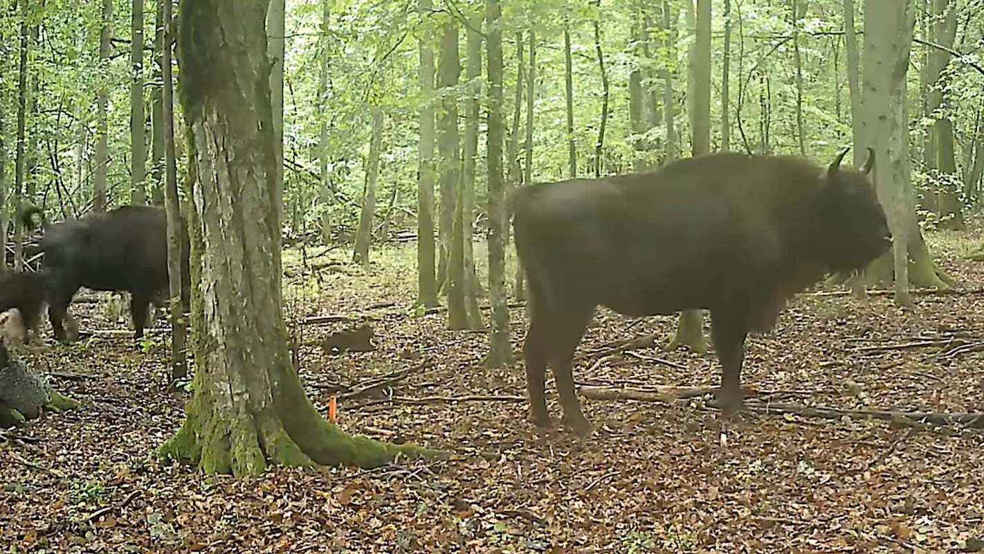 Two bison in a forested area among trees and fallen leaves.