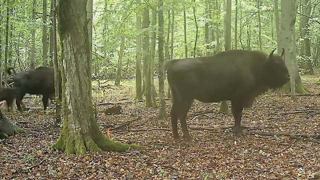 Two bison in a forested area among trees and fallen leaves.