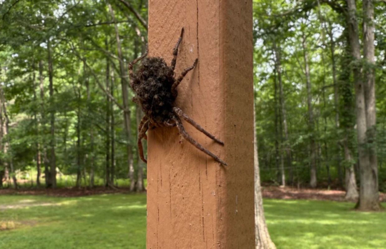 A wolf spider climbing a wooden post.