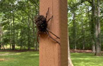 A wolf spider climbing a wooden post.