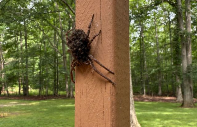 A wolf spider climbing a wooden post.