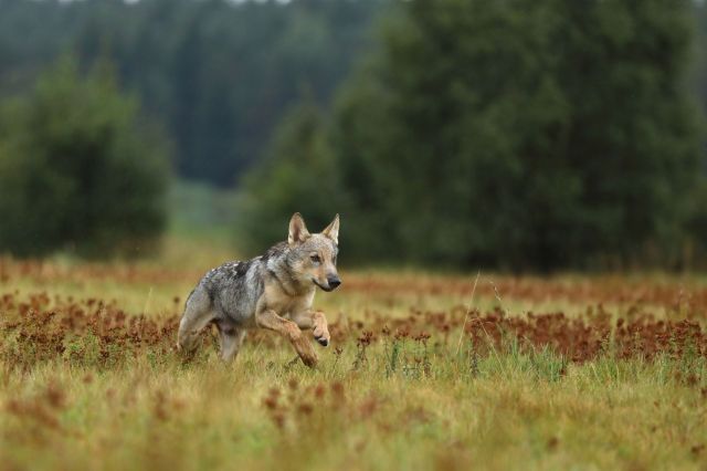 A wolf running through grass.