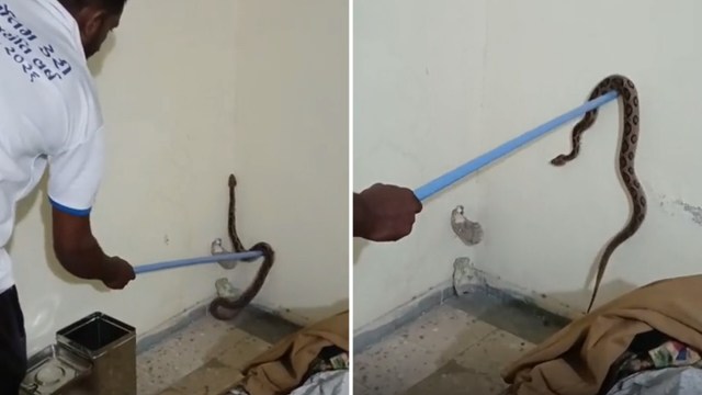 A person uses a long pole to safely remove a snake from a wall in a room.