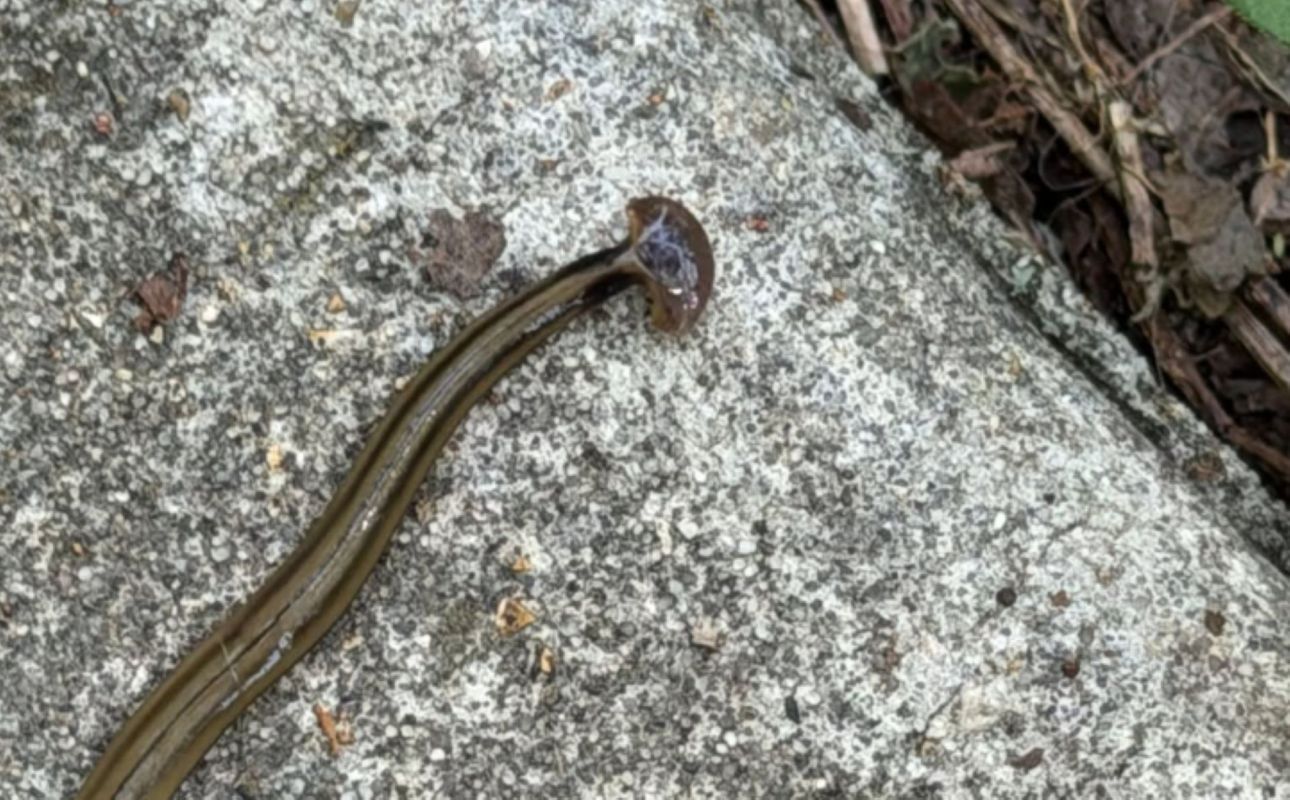 A hammerhead worm on a textured stone surface.