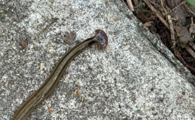 A hammerhead worm on a textured stone surface.