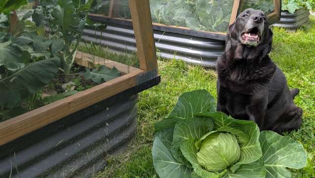 A black dog sits beside a large cabbage in a garden.
