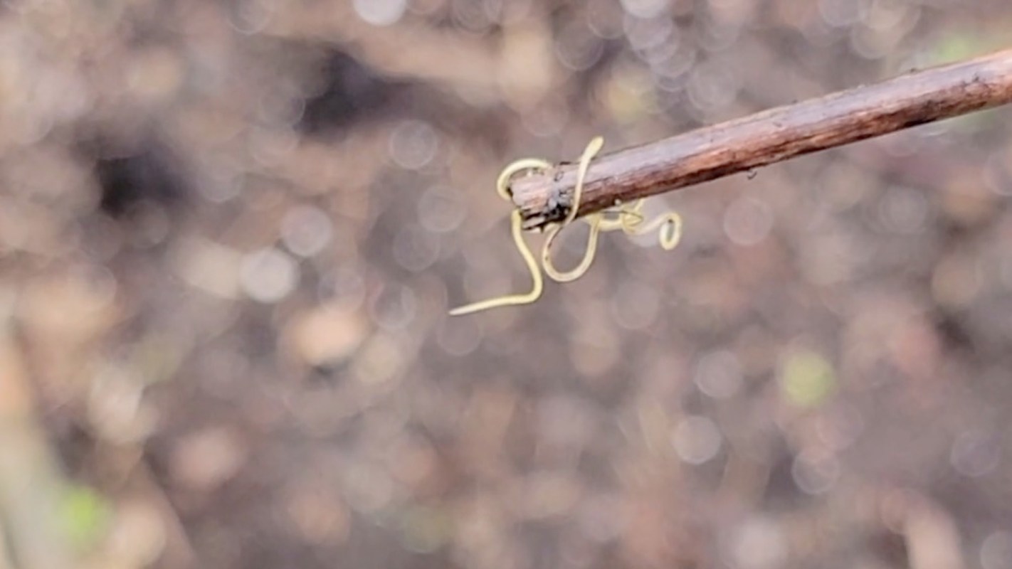 A tiny, thin worm on a twig.