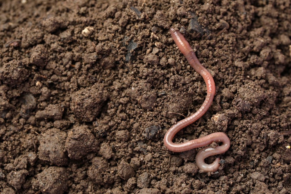 An earthworm is crawling across soil.