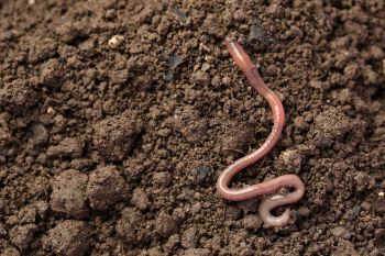 An earthworm is crawling across soil.