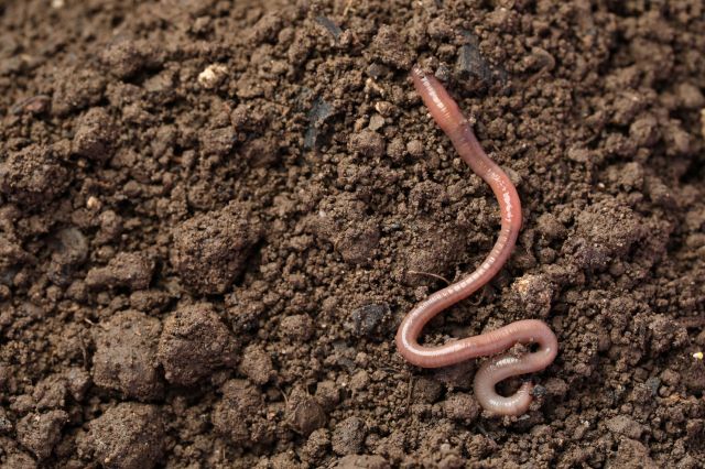 An earthworm is crawling across soil.