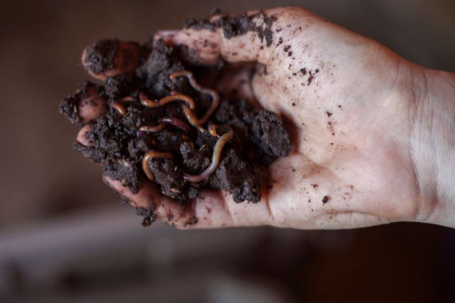 A hand holding worms in dirt.