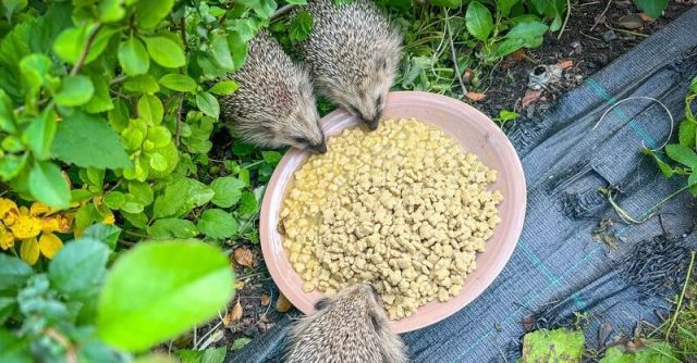 Three hedgehogs are eating from a shallow dish of food surrounded by lush green foliage.