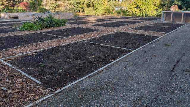 An empty garden with distinct rectangular plots of dark soil and paths lined with wood chips.