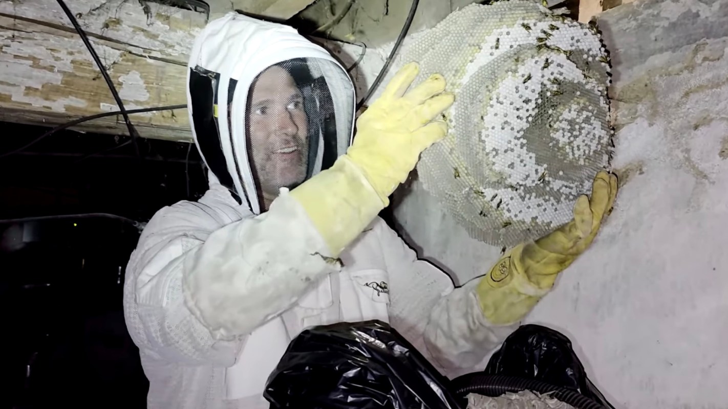 A beekeeper in protective gear holds a nest while removing it from a wall infested with bees.
