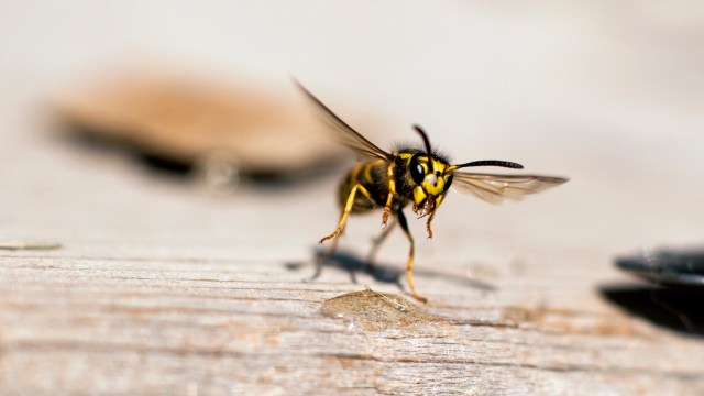 A yellow jacket wasp landing on wood.