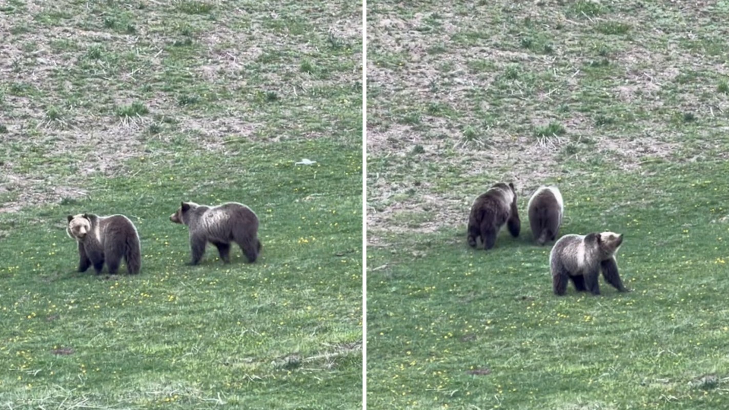 Three grizzly bears wander across a grassy field, with one bear looking toward the viewer.