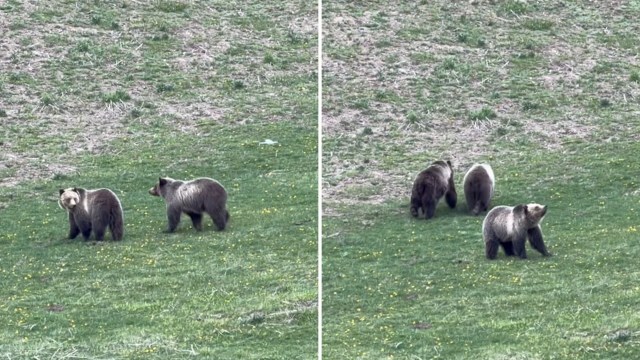 Three grizzly bears wander across a grassy field, with one bear looking toward the viewer.