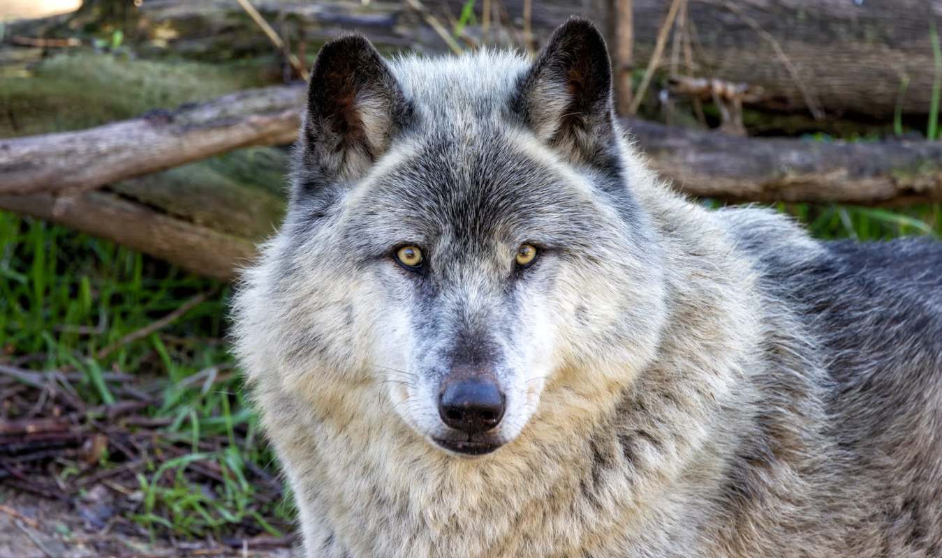 A close-up of a gray wolf with piercing yellow eyes, surrounded by natural greenery and wooden logs.
