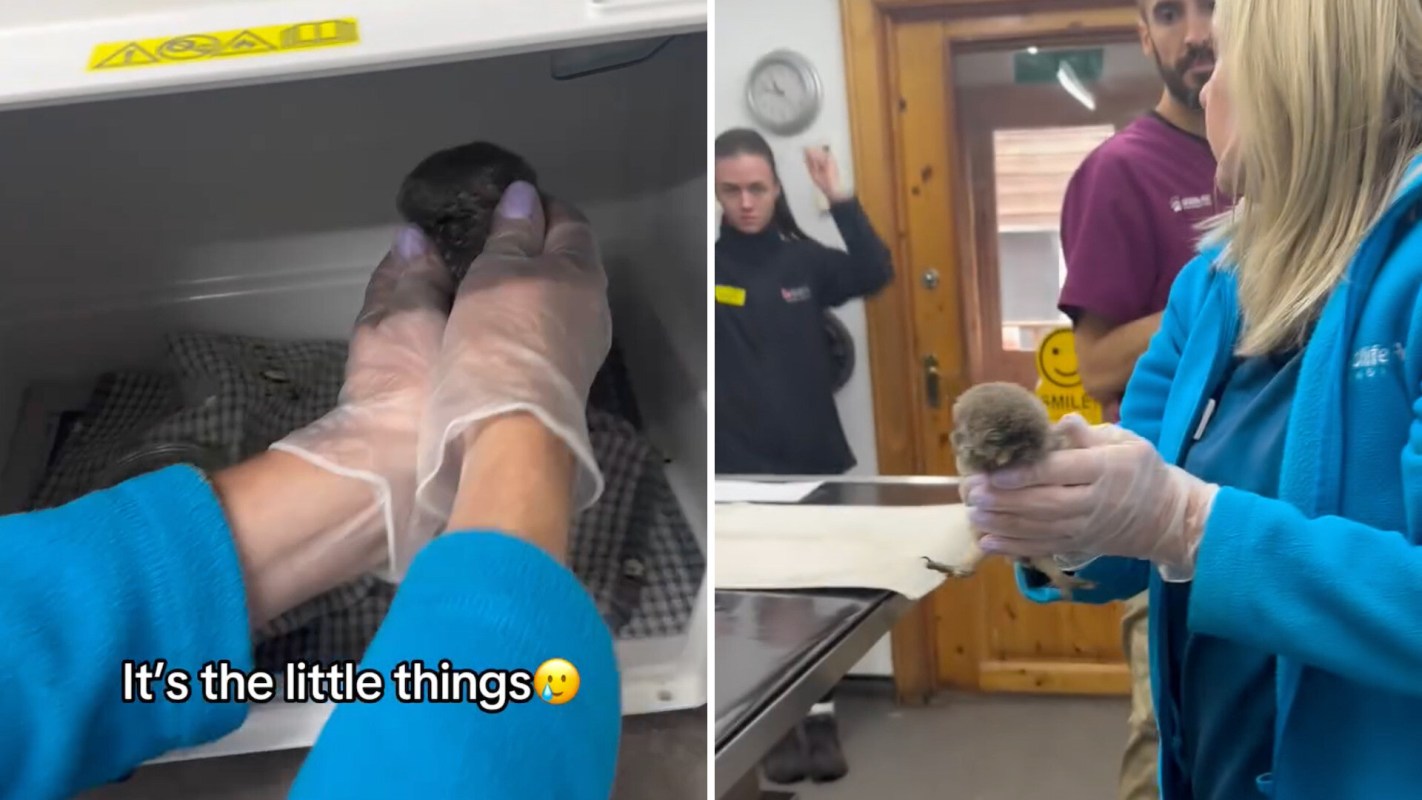 A person in gloves holds a small bird while others observe in a veterinary office.