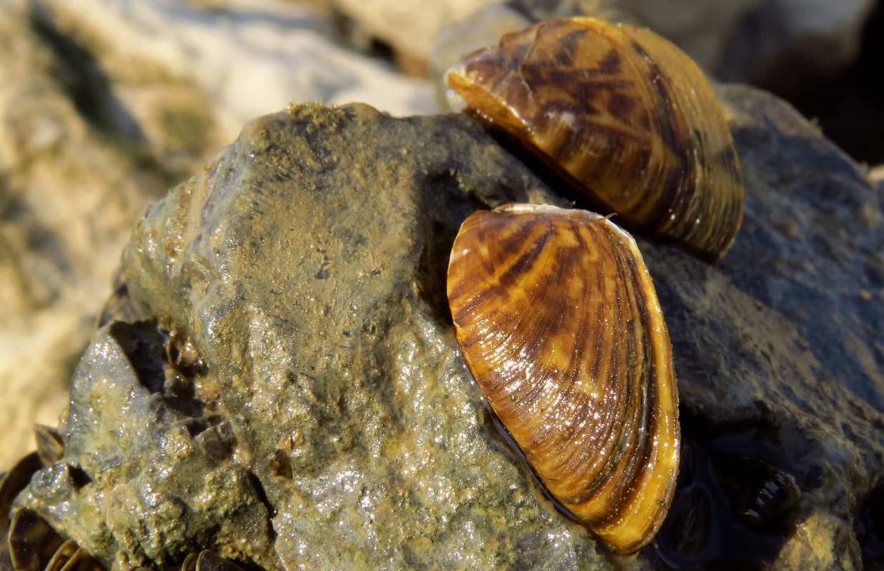 Two shiny, brown zebra mussels on a rock, surrounded by wet surfaces and small marine organisms.