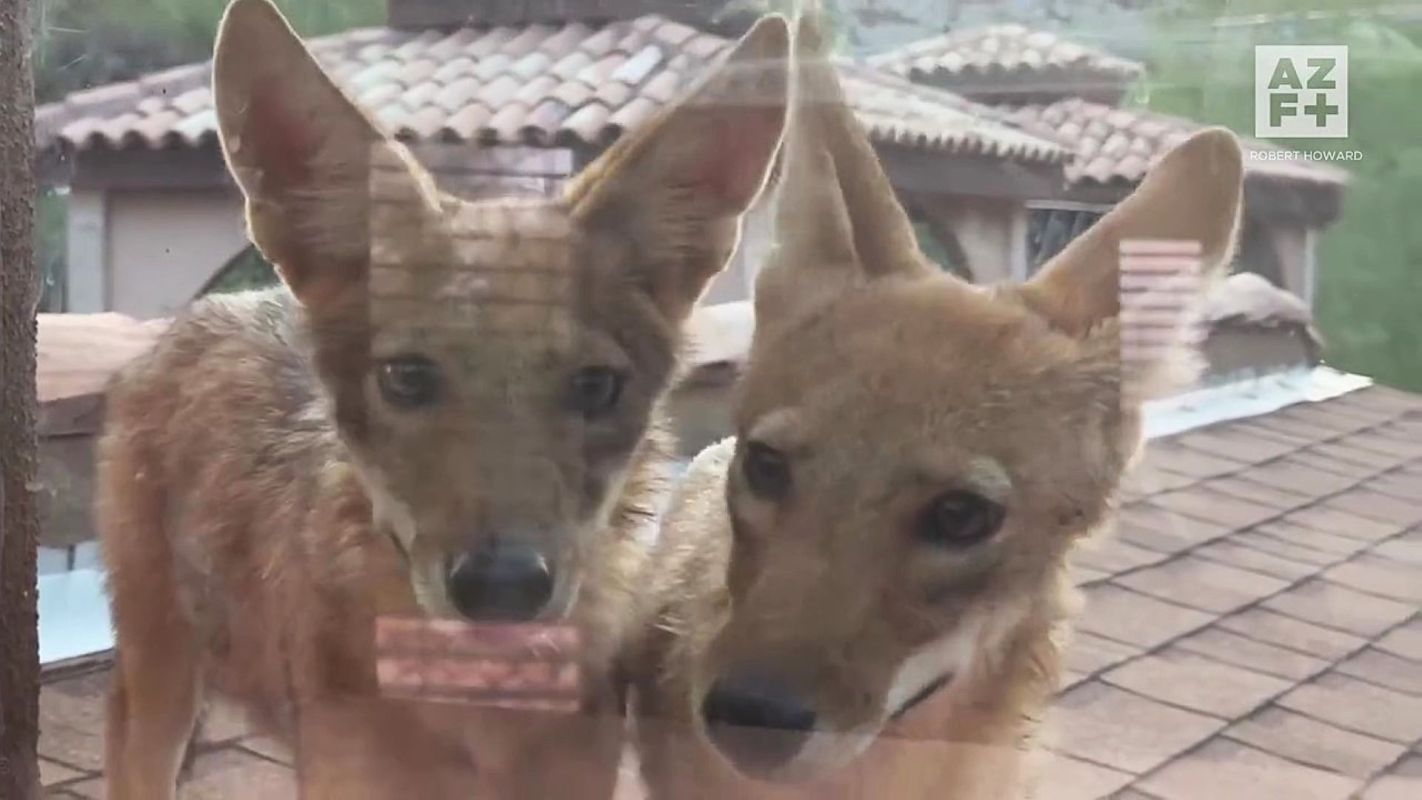 Two coyotes looking through a window.