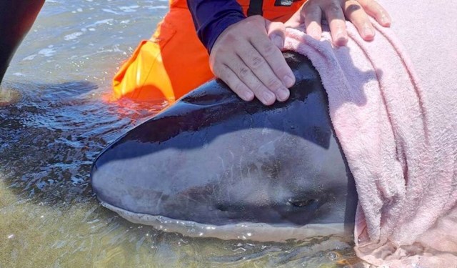 A person in an orange life vest gently touches the head of a beached dwarf sperm whale covered with a pink towel.
