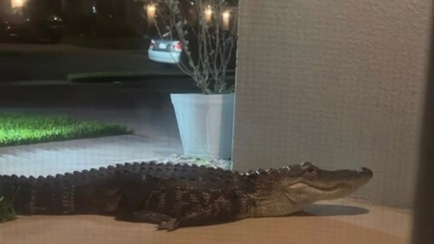An alligator on a porch at night.