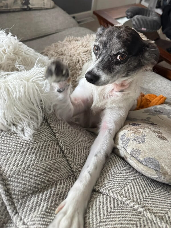A small, relaxed dog with a white and gray coat lies on the ground while a hand gently pets its head.