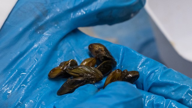 A hand wearing a blue glove holds several dark, shiny golden mussels on a wet surface.