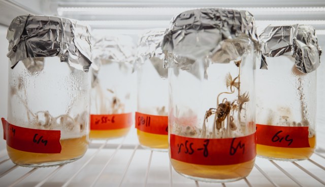 Jars with contents submerged in liquid, sealed with foil, labeled with red tape, stored in a refrigerator.